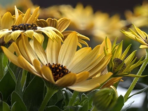 Arktotis, Yellow, Flowers