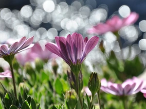 Arktotis, Flowers, Pink