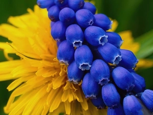Armenian grape hyacinth