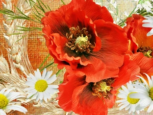 Red, daisies, Art, papavers