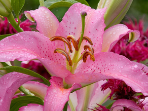 Asian, Pink, Lily