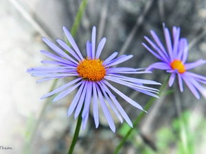 Aster