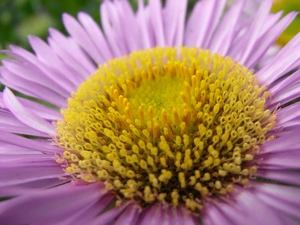 Aster amellus