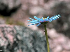 blue, Aster