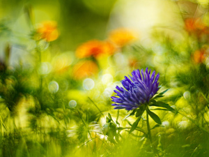 blurry background, Flowers, Aster