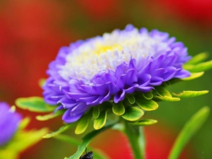 Flower, Violet, Aster, white