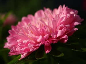 Colourfull Flowers, Pink, Aster