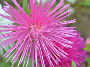 Pink, Aster