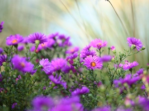 Aster, Flowers, purple