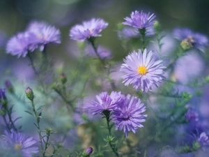 Aster