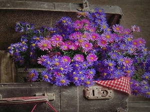 Asters, Old, case