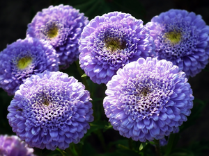 Astra, nature, Flowers