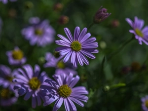 Astra, purple, Flowers