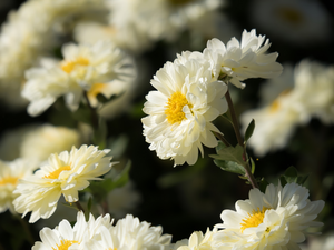 Astra, White, Flowers