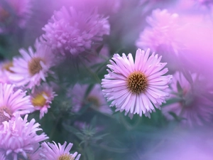 Flowers, Light pink, Astra