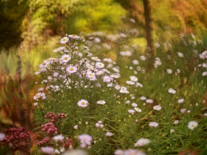 Pink, Flowers, blur, Astra