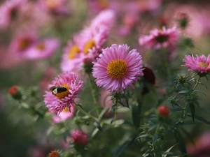 Pink, Flowers, Insect, Astra