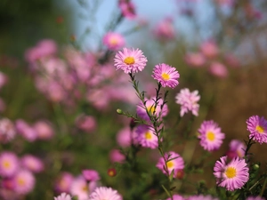 Pink, Flowers, rapprochement, Astra