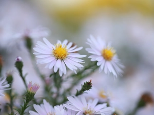 White, Flowers, rapprochement, Astra