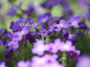 Aubrieta, purple, Flowers