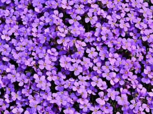 Aubrieta, Flowers, Violet
