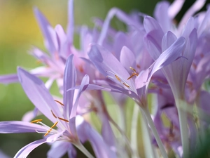 colchicums, crocuses, Flowers, Autumn