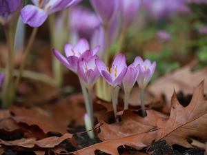 colchicums, crocuses, Leaf, Autumn