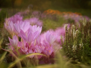 colchicums, Flowers, rapprochement, Autumn