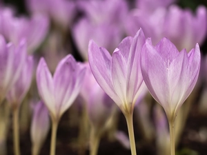 Autumn Crocus