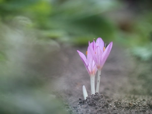 Autumn, colchicums, crocuses