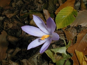 Autumn, Colourfull Flowers