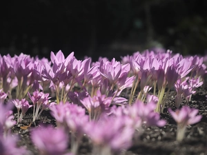 Autumn Crocus, Flowers