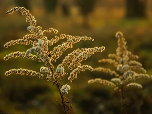 autumn, European Goldenrod