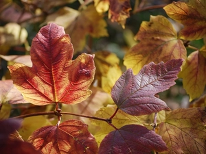 Autumn, Leaf, Hortense