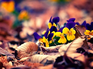 autumn, pansies, Leaf