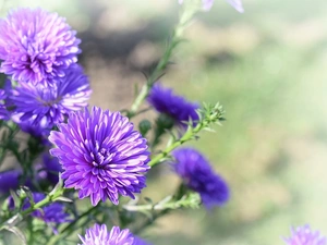 purple, Flowers, Aster, Autumn