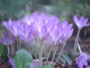 crocuses, Flowers, colchicums, Autumn, Light Purple