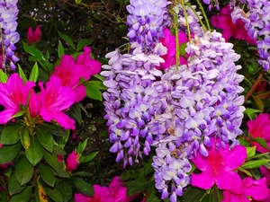 Flowers, rhododendron, wistaria, azalea