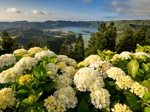 Azores, Portugal, Mountains, lake, hydrangeas