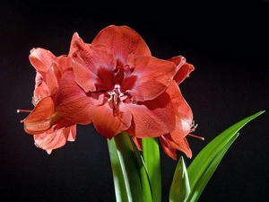 amaryllis, Black, background, Red