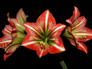 amaryllis, Black, background, Red