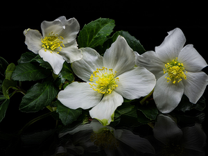 Leaf, White, Black, background, reflection, Anemones