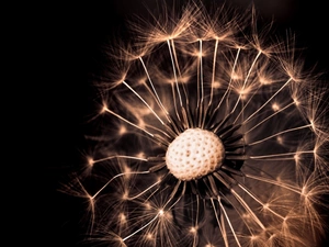 background, dandelion, Black