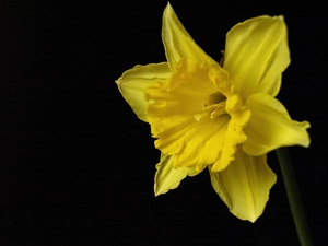 background, jonquil, Black