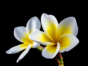Flowers, Plumeria, black background, White and yellow