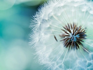 background, dandelion, Blue