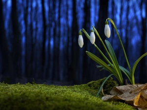 background, snowdrops, Blue