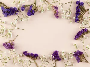 White, Flowers, Bright, Sea Lavender, purple, gypsophile, background