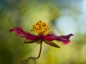 blurry background, Colourfull Flowers, Clematis