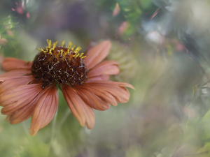 blurry background, Colourfull Flowers, Helenium